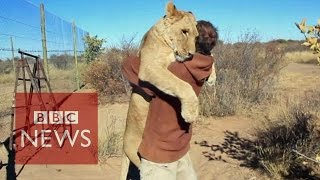 Lion hugger This is how Sirga the lion greets her owner  BBC News [upl. by Appilihp]