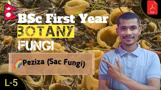 L5 Peziza Sac Fungi ●FUNGI ● BOTANY ● BSc First Year ●TU ●NEPAL 🇳🇵● By Sumit Chaudhary [upl. by Judus556]