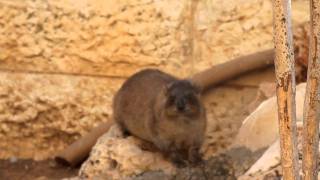 Hyrax quotbringing up its cudquot [upl. by Virgy455]