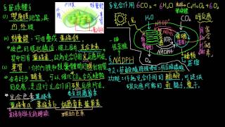 高一生物14觀念05NADPH光反應與暗反應之間的橋梁 [upl. by Ayiotal]