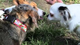 RSPCA Video  The Dog Rescuers series 2 episode 4 [upl. by Staffan]