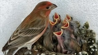 A Fascinating Look at Baby House Finches TimeLapse Video with Live Nest Cam [upl. by Anikehs178]