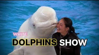 White Dolphin Show At Yokohama Hakkeijima Sea Paradise 【4K】 [upl. by Ybroc]