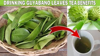 WHAT ARE THE HEALTH BENEFITS OF DRINKING GUYABANO LEAVES TEA [upl. by Eed]