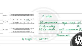 The given schematic illustration shows three steps  \\P\\   \\Q\\  and  \\R\\  of t [upl. by Eletnahc]