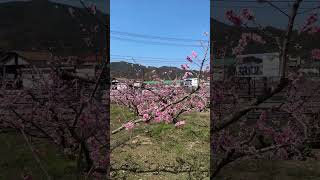 cherryblossom さくら 花見 桜花 japan cherryseason cherryblossoms spring cherry [upl. by Llorrac]