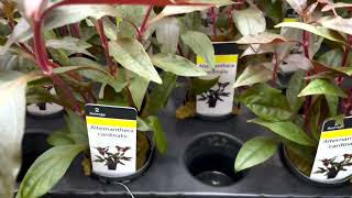 The Alternanthera Cardinalis at Aquafleur International [upl. by Karlee]