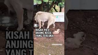 Harapan Baru utk Anjing Kecil [upl. by Anicnarf988]