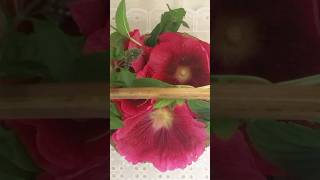 Hollyhocks from the Garden— press flowers with me [upl. by Nylasej]