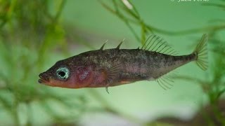 3 spined stickleback Gasterosteus aculeatus Underwater UK [upl. by Docia]