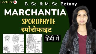 MARCHANTIA  SPOROPHYTE स्पोरोफाइट  Botany [upl. by Ordway]