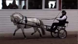 Pony Hingste Show Sjælland 2013  Del 5 [upl. by Luapnaej]