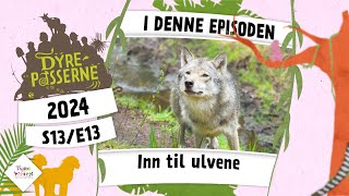 Inn til ulvene  Dyrepasserne 2024 [upl. by O'Donoghue]