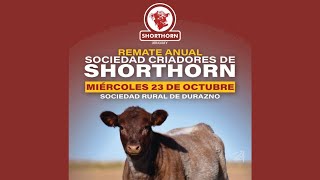 20241023 SHORTHORN URUGUAY [upl. by Sidnak]