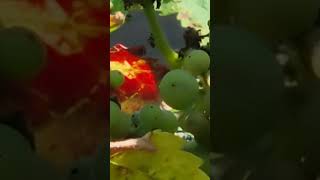 Druiven beginnen nu al te rijpen 🍇🍇🍇🍇🍇 [upl. by Ailimac]