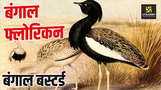 Bengal florican Registered In IUCN Red Data  Bengal Bustard  Utkarsh IAS PCS [upl. by Robina]