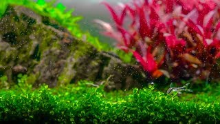 Planted Aquarium  Dreamy Red and Green Plants [upl. by Jaunita]