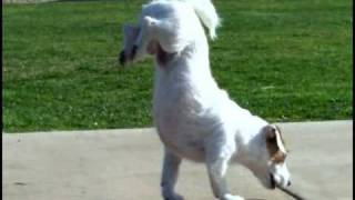 Worlds Smartest Dog Jesse performs Amazing Dog Tricks quotWalking Hand Stand Dogquot [upl. by Anul]