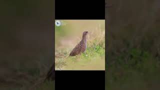 corncrake bird sound call singing [upl. by Ynneh]