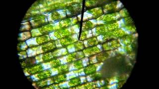 plasmolyse waterpest plasmolysis in Elodea [upl. by Ellenoj]