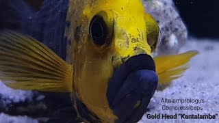 Altolamprologus Compressiceps Gold Head quotKantalambaquot Goldhead [upl. by Eikram481]