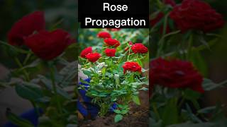 we simply Propagates a rose plant home gardening garden shortvideo [upl. by Eeralav]