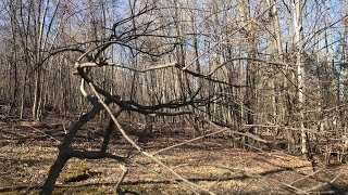 Winter Pruning of Winterberry Ilex verticillata [upl. by Colman]