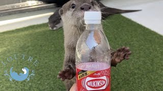 Little Otter Saw Soda for the First Time [upl. by Nojid]