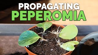 How to Propagate Peperomia 2 Easy Methods [upl. by Curry680]