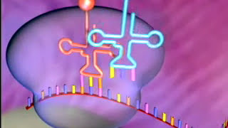 BiologieCellulaire  • • SYNTHESE PROTEIQUE •  la transcription • et • la traduction • [upl. by Gnouh217]