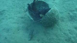 Coconutcarrying octopus stuns scientists [upl. by Nottarts237]