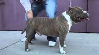 AMERICAN BULLY  GATEKEEPER [upl. by Naeerb]