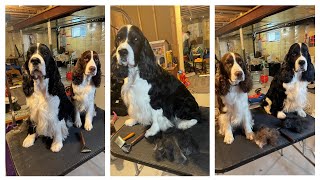 How To Use The Mars Coat King 20 blade Stripper On Your English Springer Spaniel [upl. by Nothsa]