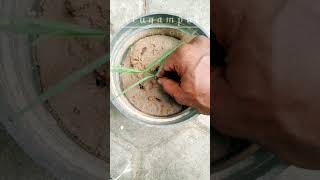 Arugampul nanmaigal  bermuda grass benefits shorts youtubeshorts shortsfeed arugampul benefits [upl. by Ier]