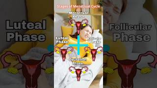 Four Phases Of Menstrual Cycle and Role of Hormones। Womens Talk [upl. by Earissed]