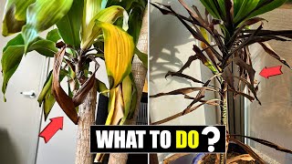 Dracaena leaves turning brown and falling off [upl. by Hatcher]