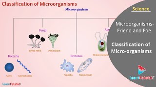 Classification of Bacteria Antibiotics  Lecture 1 [upl. by Ybbil966]