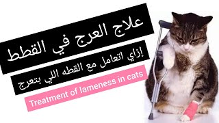 علاج العرج في القطط  treatment of sudden lameness طببيطري [upl. by Daughtry]