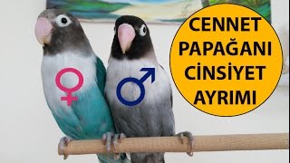 Cennet Papağanı Cinsiyet Ayrımı [upl. by Territus]