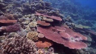 Dive or Snorkel the Rowley Shoals with The Great Escape Charter co [upl. by Haisej]