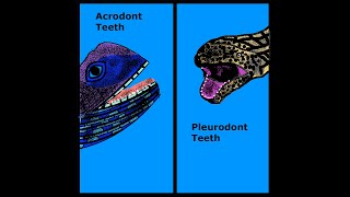 Acrodont Vs Pleurodont teeth  Kidz Learn Applications™ [upl. by Elynad766]