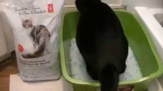 Best Cat Litter to buy Silica Crystals Review catlitter [upl. by Picardi]