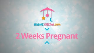 2 Weeks Pregnant  pregnancy signs and symptoms [upl. by Freiman991]