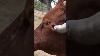 Why Domestic Animals Need Horns Trimming But Wild Dont 🤔 [upl. by Aztiraj703]