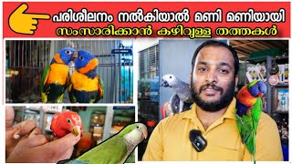 ട്രെയിനിങ് നൽകിയാൽ മണി ആശാനെ പോലെ മണി മണിയായി സംസാരിക്കുന്ന തത്തകൾ Parrots that can talk if trained [upl. by Chirlin]