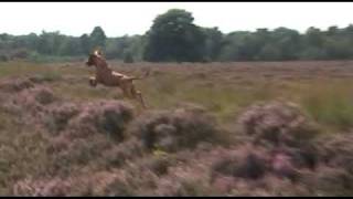 Rhodesian Ridgeback quotPronkingquot [upl. by Ahseinek348]