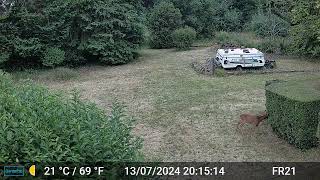 Deer Videos Only Edit GardePro A3 Trail Camera 8 of 10 FR21 Côtes dArmor Brittany France [upl. by Euhsoj]