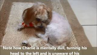 Dog with Encephalitis  Suffering from Seizures Circling and Blindness [upl. by Anel]