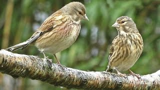 Linnet  Birds On and Off The Branch [upl. by Reivaj]