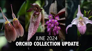 quotWhats In Bloomquot Orchid Collection Update  June 2024  So many RARE BLOOMS in the Grow Tent [upl. by Kramer]